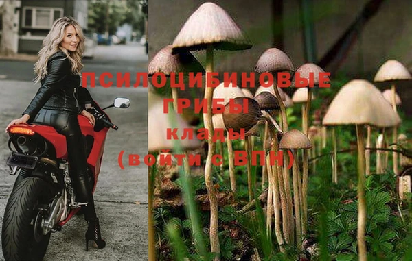 индика Дмитров